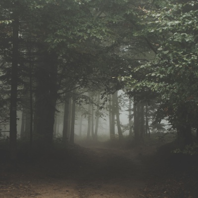 Kediler Referans oluyor